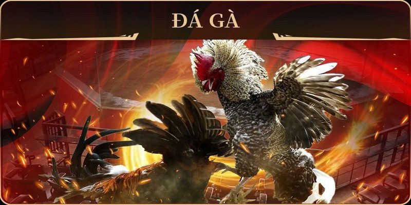 ae666 đá gà trực tiếp campuchia