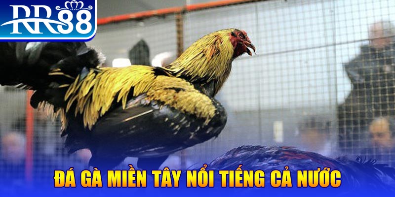 ae666 đá gà 88